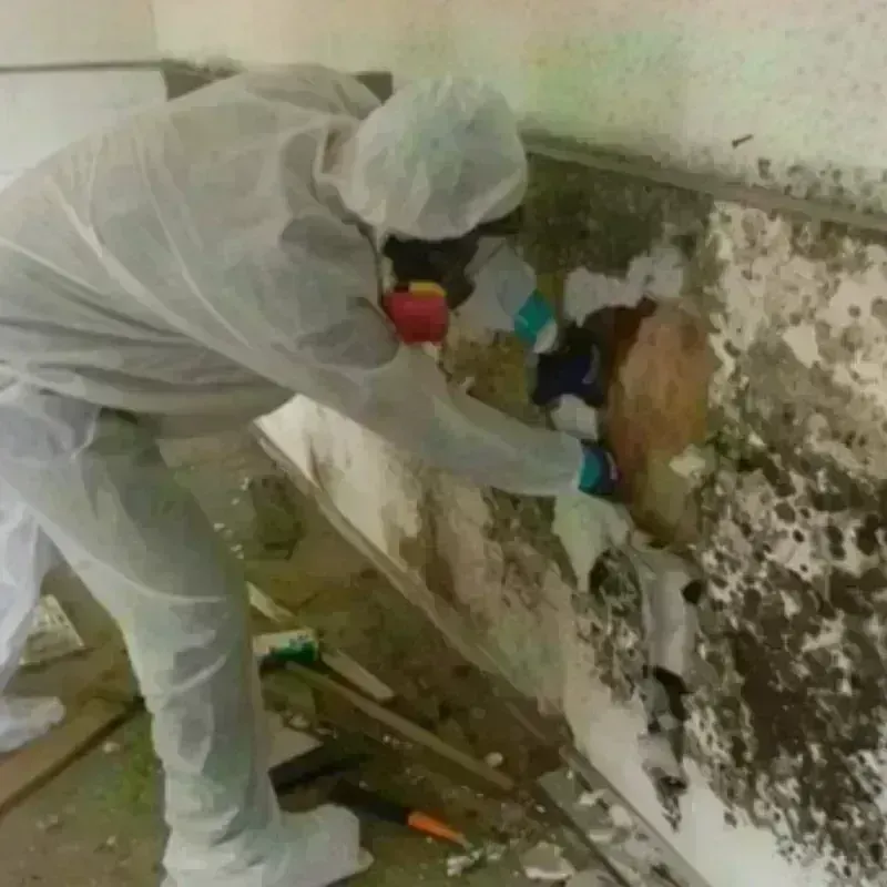 Mold Remediation and Removal in Marshfield Hills, MA